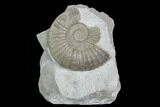 Partial Ammonite (Orthosphinctes) Fossil on Rock - Germany #125614-1